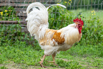 Side View of White and Brown Rooster in Countryside – High-Resolution Organic Farmyard Photo
