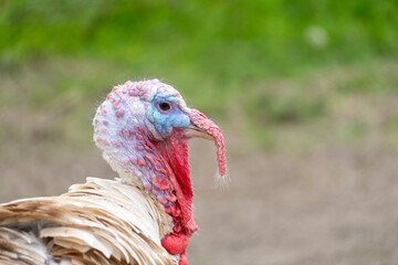 Close-Up Profile of White Turkey with Colorful Wattle and Snood – High-Resolution Organic Farm...