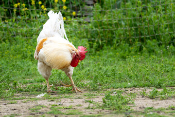 Colorful Rooster Foraging on Countryside Grassland – High-Resolution Rural Livestock Photo