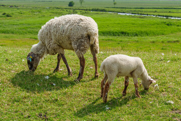 Ein Sommertag in Ostfriesland