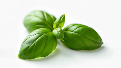 Fototapeta premium Isolated fresh basil herb leaves on a white background, suitable for culinary, nutrition, or botanical uses.