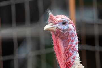 Close-Up Profile of White Heritage Turkey – Sharp Focus on Head and Wattle Texture in Farm...