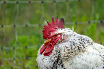 Portrait of White and Black Speckled Rooster with Bright Red Comb in Natural Setting