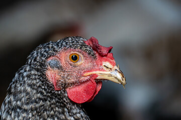Detailed Chicken Headshot Showing Beak, Wattle, and Eye Texture in Natural Light