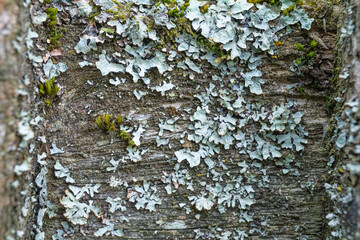 Close-up of lichen and moss on tree bark with detailed texture