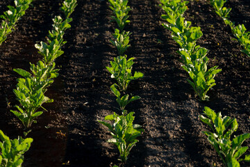 Neatly arranged rows of green plants thrive in dark soil under clear blue skies, showcasing healthy growth and agricultural success in a field setting