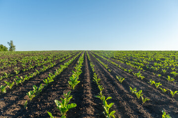 Lush green plants grow in neat rows across dark soil, illuminated by bright sunlight on a clear...