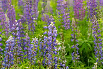 Purple lupine flowers stand tall amidst lush greenery in a vibrant meadow during a sunny spring...