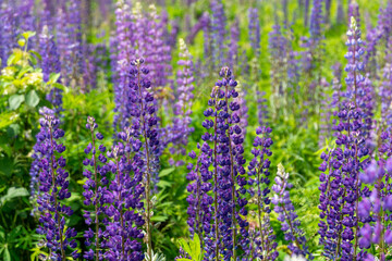 Fototapeta premium Numerous purple lupines flourish in a verdant field, showcasing their beauty under warm spring sunlight, creating a picturesque and tranquil environment