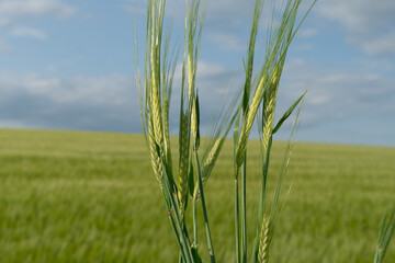 Tall wheat plants stand vibrant and green in a vast field, showcasing their grains as the sun casts a warm light in the late afternoon hours