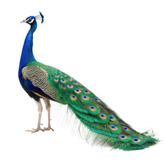Obraz premium Peafowl animal png vibrant ornamental bird png exotic bird species png showy tail feathers bird png tropical wildlife png transparent background image