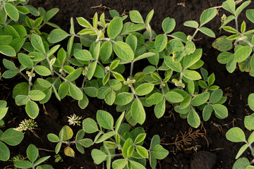 Young soybean plants with vibrant green leaves thrive in rich, dark soil under warm sunlight. This...