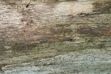 Close-up of weathered wooden surface with natural textures and patterns