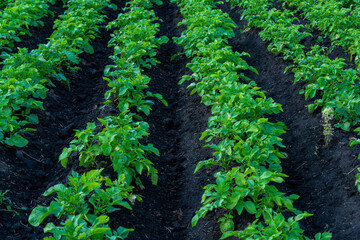 Rows of healthy potato plants thrive in dark, rich soil under clear blue skies, showcasing a successful farming effort during a sunny day