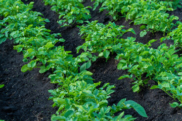 Rows of vibrant green potato plants thrive in rich black soil under bright sunlight, reflecting the abundance of a successful summer harvest in the agricultural field