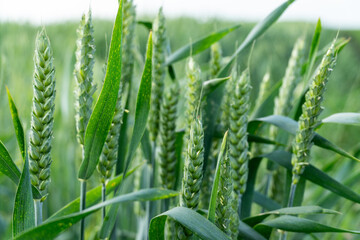 Green wheat plants stand tall in a vibrant field, showcasing clusters of grain ready for harvest...