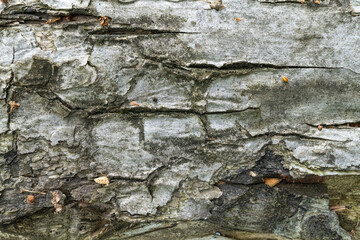 Close-up of weathered tree bark with natural patterns and textures