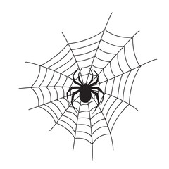 Obraz premium spider on web