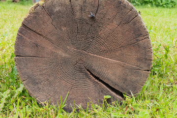 Close-up of tree stump cross section on grass field