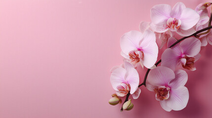 Elegant orchid flower on a pink background with space for text &mdash; flat lay, top view style.

