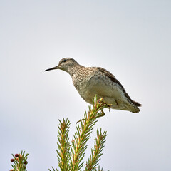  Eurasian Wood Sandpiper (Tringa glareola) in a Freshwater Wetland Environment