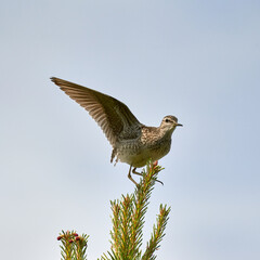  Eurasian Wood Sandpiper (Tringa glareola) in Wetland Environment Keywords: Eurasian, Wood Sandpiper, Tringa glareola, Shorebird, Small Wader, Scolopacidae, Sandpiper, Wetland, Freshwater, Wetlands,