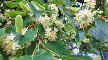 Fototapeta premium Close-up of blooming linden tree flowers with vibrant green leaves