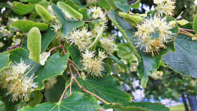 Close-up of blooming linden tree flowers with vibrant green leaves