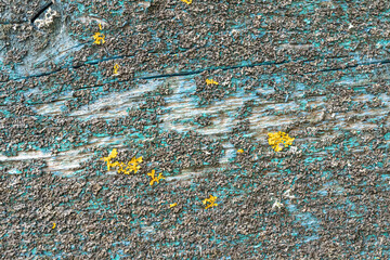 Weathered wooden surface with peeling paint and yellow lichen textures