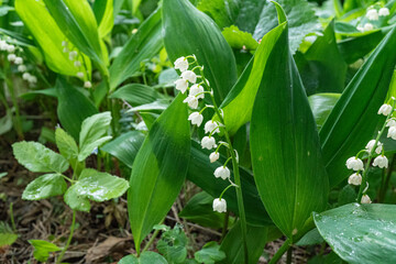 Obraz premium Lily of the valley in lush greenery: delicate white flowers amidst verdant leaves