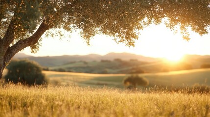 Obraz premium A peaceful sunset scene captures rolling hills bathed in golden light, with an olive tree framing the foreground, evoking feelings of tranquility and warmth in nature.