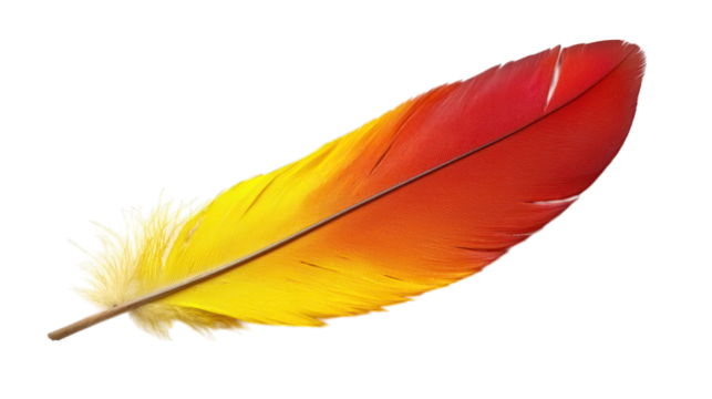 Colorful feather, yellow base fades to red