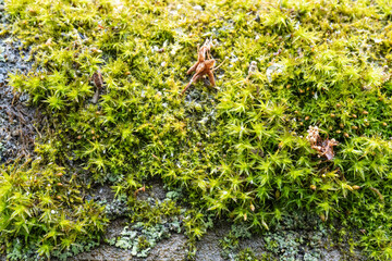 Close-up of green moss with star-shaped leaves on rock surface