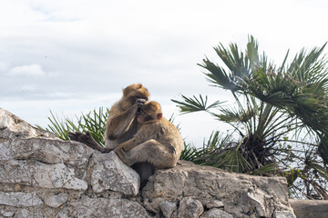 Two monkeys sit closely together on a rocky surface at the Rock of Gibraltar 