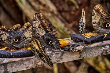 Colorful butterflies feeding on ripe bananas, creating lively scene in tropical environment with natural textures at butterfly farm at Mariposario Machay Butterfly House in Ecuador