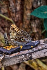 Butterflies feeding on ripe bananas in a lush environment, highlighting nature's beauty and delicate ecosystems at butterfly farm at Mariposario Machay Butterfly House in Ecuador