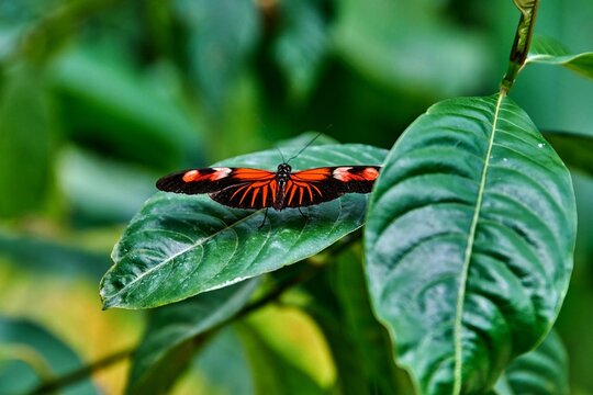 Vibrant butterfly perched on lush green leaf, showcasing intricate patterns and colors, surrounded by tropical foliage in natural habitat at the butterfly farm at Mariposario Machay in Ecuador