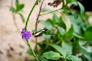 Butterfly perched delicately on vibrant purple flower amidst lush green foliage, showcasing nature's beauty and intricate details at butterfly farm at Mariposario Machay Butterfly House in Ecuador