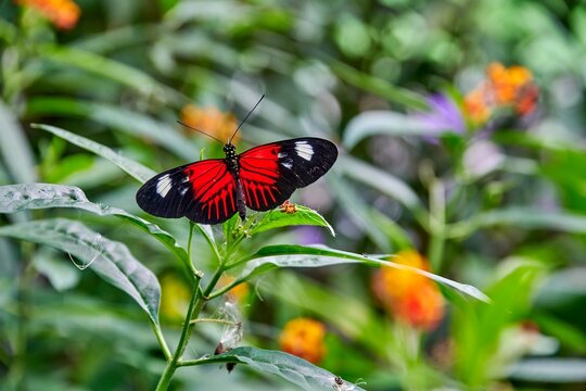Butterfly farm Mariposario Machay Butterfly House in Ecuador. Vibrant butterfly perched on green foliage surrounded by colorful flowers in a lush tropical environment