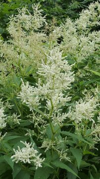 Flowering plant of persicaria polymorpha or White Dragon Fleece with creamy white spectacular inflorescence in large panicles atop tall greenish stems 
