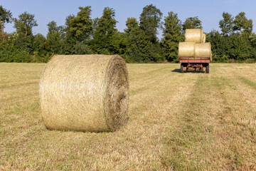 Large round hay bales are scattered across a sunlit field, with a tractor transporting additional...