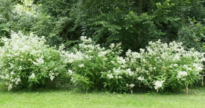 White Dragon Fleece (Persicaria polymorpha). Tufted loose bushes with countless pure white flowers in corymbs and bright green lanceolate foliage as ornamental flowering hedges in park
