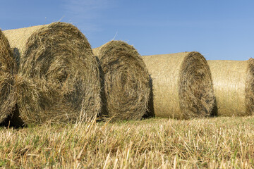 Round hay bales arranged in a field under a clear blue sky, showcasing the texture of straw and the...