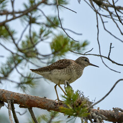 Small, Agile Wood Sandpiper (Tringa glareola) in Freshwater Wetlands Keywords: Eurasian species, Shanks, Scolopacidae family, Wader, Small wader, Freshwater environment, Wetland habitat, Wildlife,