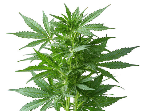 Green plant with multiple leaves