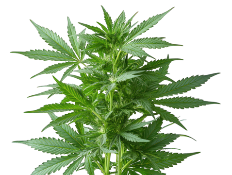 Green plant with multiple leaves