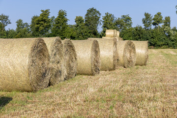 Large round hay bales arranged neatly in a sunny field, surrounded by lush green trees and clear...