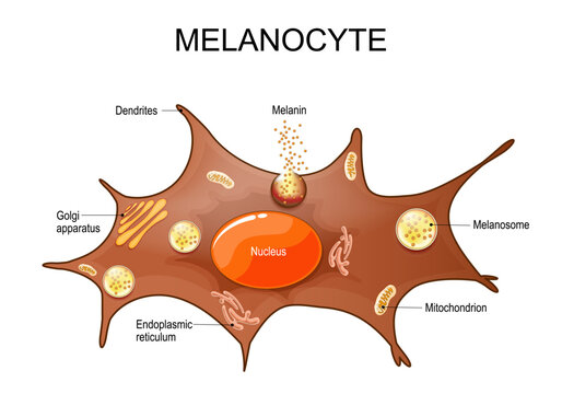 Melanocyte. Pigment Cell anatomy.
