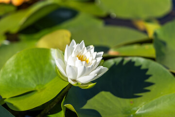 White water lily blooming gracefully on a serene pond surrounded by lush green lily pads, showcasing the beauty of nature and tranquility in a vibrant aquatic environment