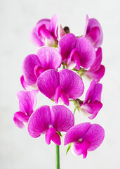 Beautiful pink runner sweet pea wildflower on light gray background. (Lathyrus odoratus) Floristic, home or gardening concept. Copy space.